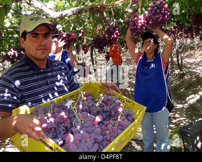 Arbeiter ernten Trauben auf einer Plantage in Valle de Elqui in der Nähe von La Serena, Chile, 19. Februar 2009. Die Trauben werden zu Rosinen verarbeitet. Foto: Rolf Haid Stockfoto