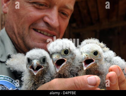 Gisbert Kasten, Falconer und junior-Chef der Vogelpark Steinen, hält die Nachkommen eines Paares Turmfalken in seinen Händen in Steinen, Deutschland, 18. Juni 2009. Die drei Jungvögel sind fast drei Wochen alt. Für die fliegenden Programm, der Vogelpark ist es wichtig, dass die Vögel an Menschen gewöhnt sind. Deshalb sind sie von Hand gefüttert. Foto: Rolf Haid Stockfoto