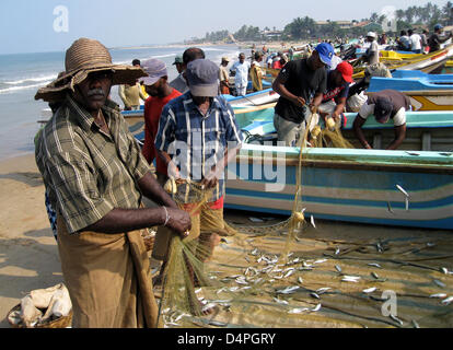 (Dpa-Datei) Ein Datei-Bild vom 12. Februar 2008 zeigt Fischer ankommen und sortieren Fisch aus dem Netz an einem Strand in der Nähe von Negombo, Sri Lanka. Foto: Rolf Haid Stockfoto