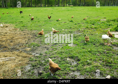 Hennen, Hahn, Gans und Ziege Fütterung auf einer Wiese Stockfoto