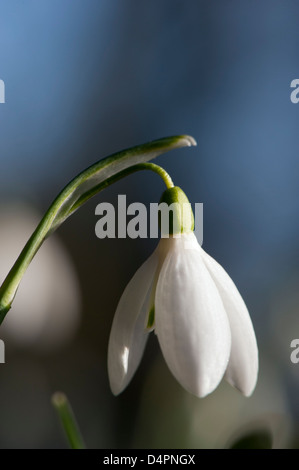 Nahaufnahme von Schneeglöckchen (Galanthus Nivalis) in voller Blüte im Wald. Cumbria, UK. Stockfoto