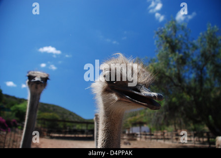 Strauße. Oudtshoorn. Western Cape. Südafrika Stockfoto