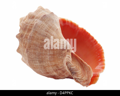 Muschel, isoliert auf weiss Stockfoto
