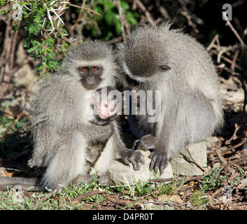 (Grün) Vervet Affen (grüne Aethiops) im Mountain Zebra National Park, Südafrika. Stockfoto