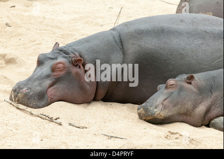 Hippopotamus Amphibius zwei Schlafsäcke Flusspferde an einem sandigen Fluss bank als ob Sonnenbaden Stockfoto