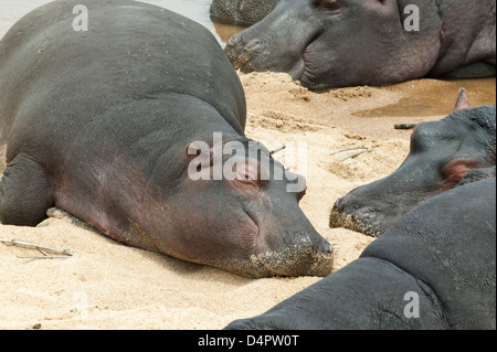 Hippopotamus Amphibius A Gruppe Flusspferde an einem sandigen Flussufer zu schlafen, als ob Sonnenbaden Stockfoto