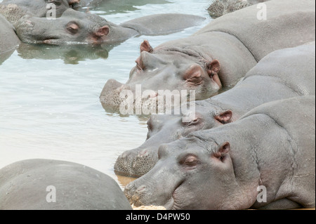 Große Gruppe von Hippopotamus Amphibius nehmen eine siesta Stockfoto
