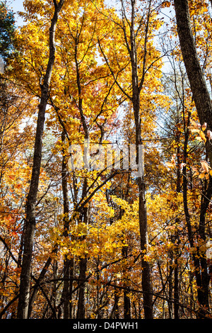Das Ändern der Herbst und die verschiedenen leuchtenden Farben bringen sie verlässt. Crowder Berg, Gastonia, North Carolina Stockfoto