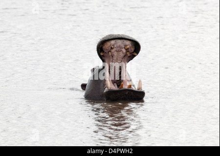 Hippopotamus Amphibius Kopf Kiefer breit geöffnet und zeigt die Anatomie der Zähne und Mund Nahaufnahme Stockfoto