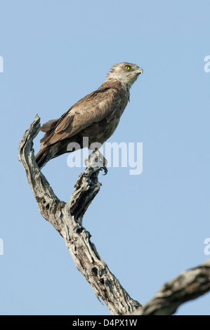 Braune Schlange Adler (Circaetus Cinereus) sitzen in der y-Gabel eines Toten Baumes gegen einen dunkelblauen Himmel Stockfoto