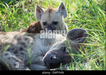 Zwei gefleckte Hyäne Crocuta Crocuta Kind versteckt sich hinter schlafende Mutter Stockfoto