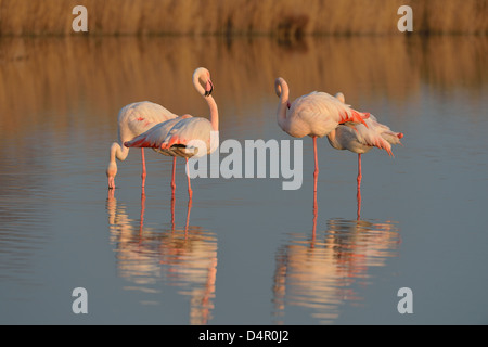 Rosaflamingo (Phoenicopterus Roseus - Phoenicopterus Ruber Roseus) Herde ruht bei Sonnenuntergang im flachen Wasser im Winter Stockfoto