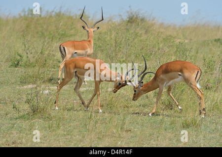 Impala (Aepyceros Melampus Melampus) zwei Männchen Playfighting Masai Mara NP - Kenia - Ost-Afrika Stockfoto