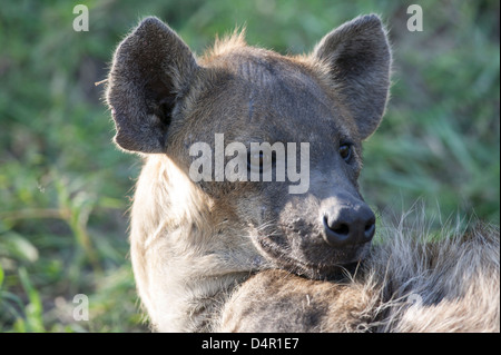 Nahaufnahme von einer gefleckten Hyäne Crocuta Crocuta lachende Hyäne über die Schulter schauen Stockfoto