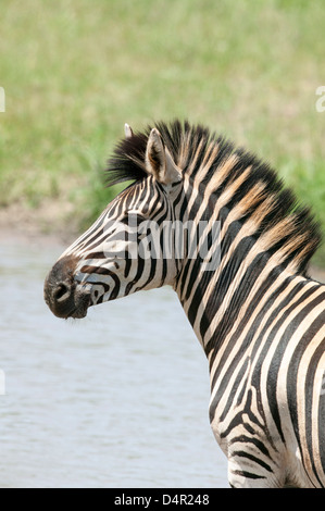 Porträt einer Burchell-Zebra - Equus Burchellii oder gemeinsame Ebenen Zebra, Equus Quagga Wache an einem Wasserloch hautnah Stockfoto