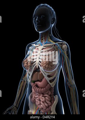 Weibliche Anatomie Stockfoto
