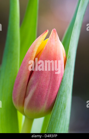 Eine einzelne rote und gelbe Tulpe Blüte. Stockfoto