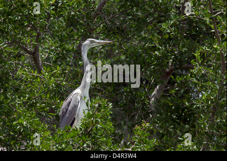 Grey Heron Ardea Cinerea stehend in einem Baum in seinem Nest, die gerade ihre Küken gefüttert Stockfoto