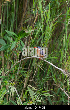 Malachit Kingfisher Alcedo Cristata sitzt auf einer flexiblen oder biegsam Pflanzenstängel Stockfoto