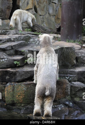 Eisbär Knut (unten) Augen seine neue Gianna verdächtig in das Außengehege im Zoo in Berlin, Deutschland, 2. Oktober 2009 Paaren. Das Eis ist gebrochen zwischen Knut und Gianna. Tierärzte im Zoo Hellabrunn in München, Gianna? s Wohnhaus, versichert sich ihr Wohlbefinden. Foto: Klaus-Dietmar Gabbert Stockfoto