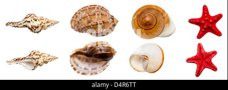Shell Kollektion Stockfoto