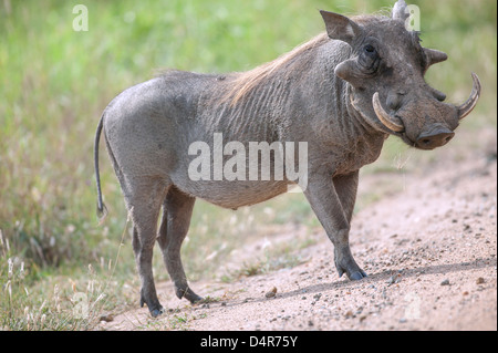 Erwachsene männliche gemeinsame Warzenschwein Phacochoerus Africanus stehend Seite auf, drehte den Kopf in Richtung des Betrachters Stockfoto