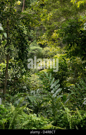 Crystal Cascades, Redlynch Tal, Cairns, North Queensland, Australien Stockfoto