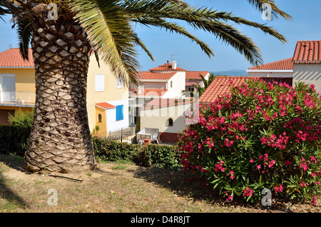 Palmen und blühende rote Oleander (Nerium Oleander) in Saint-Cyprien Dorf, Gemeinde im Département Pyrénées-Orientales Stockfoto