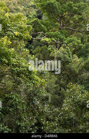 Crystal Cascades, Redlynch Tal, Cairns, North Queensland, Australien Stockfoto