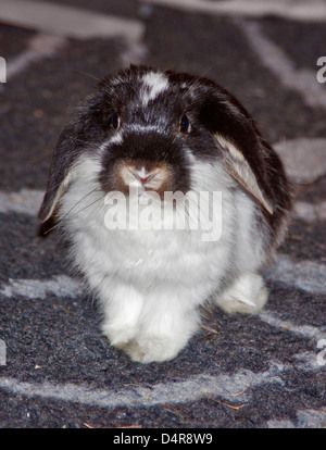 Dwarf Lop Kaninchen juvenilen Männchen Stockfoto