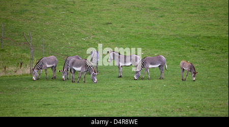 Gruppe von Grevy Zebras (Equus Grevyi) Stockfoto