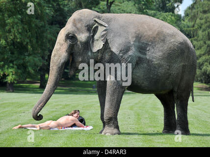 Ein Sonnenbad Mann wundert sich über den Elefanten im Ostpark in Frankfurt Main, Deutschland, 29. Juli 2009. Elefant Carla gehört zu den Circus Carl Busch, die derzeit direkt neben dem Park befindet. Foto: Boris Roessler Stockfoto