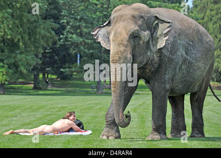 Ein Sonnenbad Mann wundert sich über den Elefanten im Ostpark in Frankfurt Main, Deutschland, 29. Juli 2009. Elefant Carla gehört zu den Circus Carl Busch, die derzeit direkt neben dem Park befindet. Foto: Boris Roessler Stockfoto