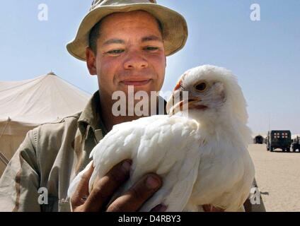 US Marine Sergeant Jeremy Riglesberger hält die letzten Überlebende Huhn, Thunder, in seinen Händen am 16. März 2003, am Camp Coyote in der Wüste von Kuwait. Donner ist der letzte der 60 Hühner. Die Tiere erhielten tatsächlich zu den Marines, weil sie schneller über chemische Waffen reagieren. Leider konnte sie nicht mit dem Wetter in der Wüste und 59 starb befassen. Unterdessen haben Tauben die Aufgabe übernommen, um die Soldaten des bevorstehenden Vergiftungen zu warnen. Die Marines warten, etwa 50 Kilometer von der Grenze Kuwait und Irak für Bestellungen des amerikanischen Präsidenten Bush. Stockfoto