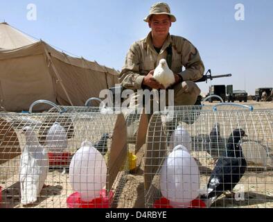 US Marine Sergeant Jeremy Riglesberger hält die letzten Überlebende Huhn, Thunder, in seinen Händen am 16. März 2003, am Camp Coyote in der Wüste von Kuwait. Käfige mit Tauben stehen vor ihm. Donner ist der letzte der 60 Hühner. Die Tiere erhielten tatsächlich zu den Marines, weil sie schneller über chemische Waffen reagieren. Leider konnte sie nicht mit dem Wetter in der Wüste und 59 starb befassen. Unterdessen haben Tauben die Aufgabe übernommen, um die Soldaten des bevorstehenden Vergiftungen zu warnen. Die Marines warten, etwa 50 Kilometer von der Grenze Kuwait und Irak für Bestellungen o Stockfoto