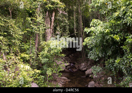 Crystal Cascades, Redlynch Tal, Cairns, North Queensland, Australien Stockfoto