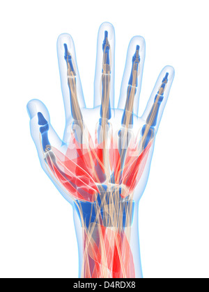 Menschliche Handmuskeln Stockfoto