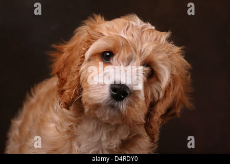 Wunderschöne Cavapoo Welpen suchen Ihren Weg. Stockfoto