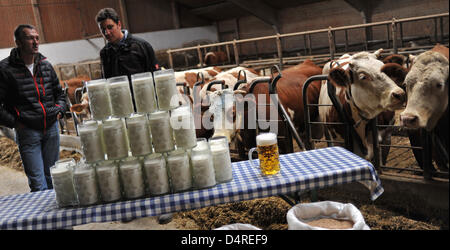 Zwei Männer stehen hinter dem Tisch, auf dem sie einen Liter Bier und viele Tassen Milch im Stall von Milchbauer Unkelbach in Hergolding, Deutschland, 13. Oktober 2009 platziert. 36 Liter Milch und 100 Kilo Weizen entsprechen den Preis von einem Liter Bier und halbes Hähnchen auf dem Oktoberfest der deutschen Bundesrepublik Molkerei Landwirte Association (BDM) informiert. Der BDM statt ein Presse-Konf Stockfoto