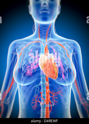 Hervorgehobene weibliche Herz Stockfoto