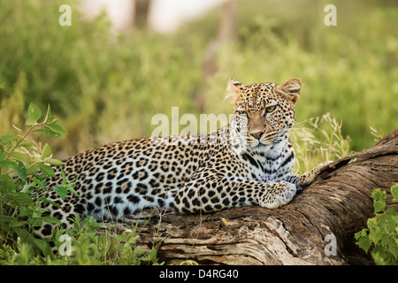Leoparden ruht auf einem Ast Stockfoto