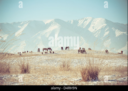 Pferde, die Fütterung in Bergen im winter Stockfoto