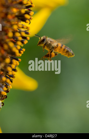 Honigbiene im Flug Stockfoto