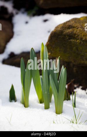 Narzissen im Frühjahr wachsende Schnee März. UK Stockfoto