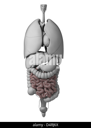 Menschliche Organe Stockfoto
