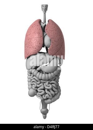 Menschliche Organe Stockfoto