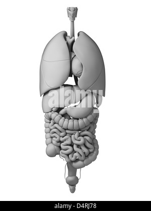 Menschliche Organe Stockfoto