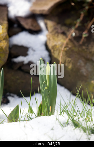 Narzissen im Frühjahr wachsende Schnee März. UK Stockfoto