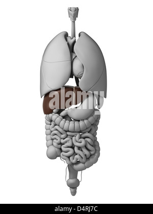 Menschliche Organe Stockfoto