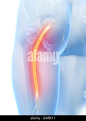 N. ischiadicus Stockfoto